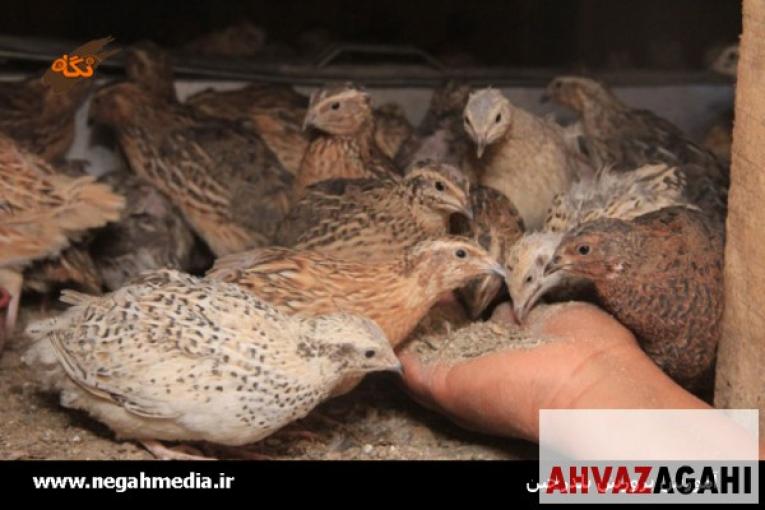 دوره آموزشی پرورش بلدرچین
