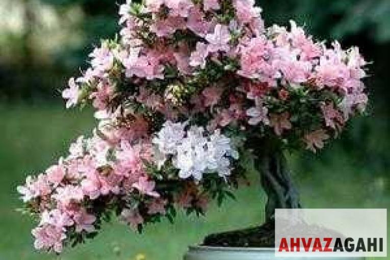 دوره آموزشی طراحی فضای سبز