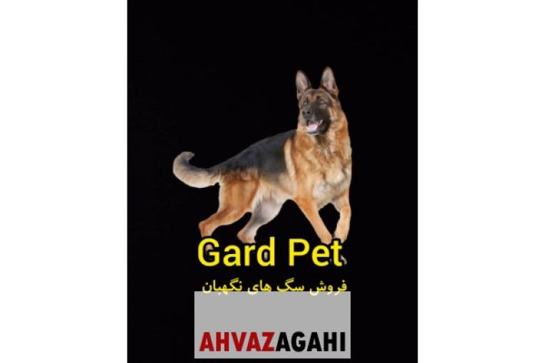 خرید و فروش سگ نگهبان