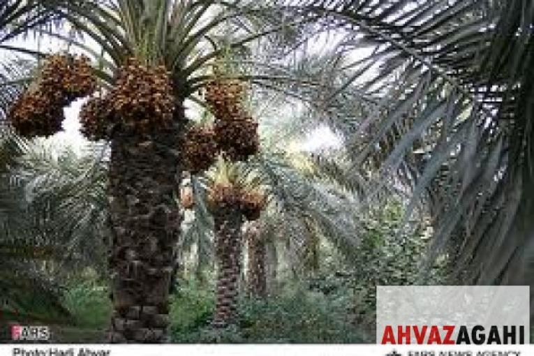 فروش کنسانتره خرما